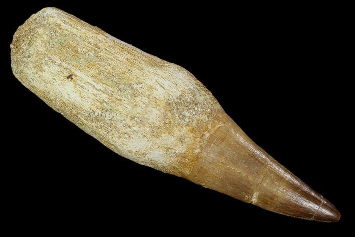 Fossil Rooted Mosasaur (Prognathodon) Tooth - Morocco #118368